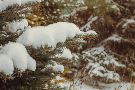 Winter garden. Snow on conifers. January in the Polish garden.の写真素材