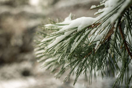 Snow on pine needles. Winter landscapes. January in Polandの写真素材