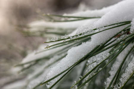Snow on pine needles. Winter landscapes. January in Polandの写真素材