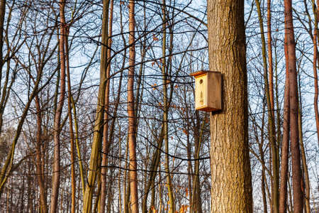 Birdhouse on the tree. The morning sun illuminates the trees. City park.