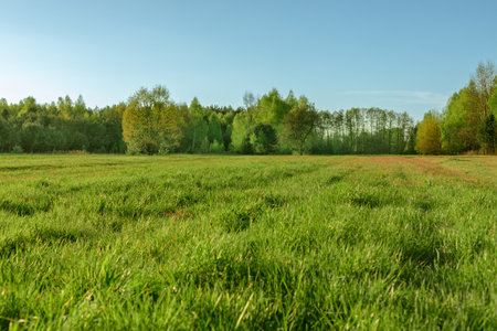 Green meadow with a forest in the background. Poland, Mazovia. Evening in the countryside. young leaves. blue sky. Frog perspective, horizontal.の写真素材