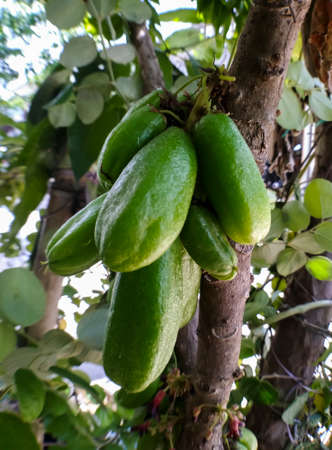 Photo of a clump of star fruit wuluhの写真素材