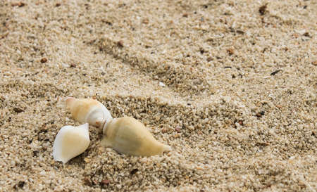 Photo of three for the shell of a snail called Gong Gong on the beach, a snail whose natural habitat only exists in the marine waters of Kepulawan Riau Indonesiaの写真素材