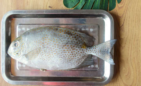 Photo of a Baronang fish on a wooden patterned table prepared to be cleaned and cookedの写真素材