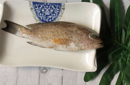 Photo of Grouper in a white plate being prepared to be cleaned and cooked in the kitchenの写真素材