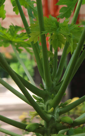 Photos of papaya leaf shoots which are very good for making herbal medicine ingredients, and the boiled water is very good to drink for our healthの写真素材
