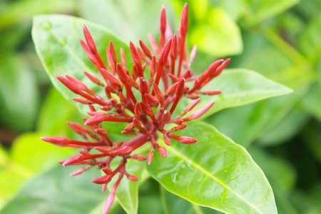 Red asoka flower pistils that has not yet bloomed on a green leaf backgroundの写真素材