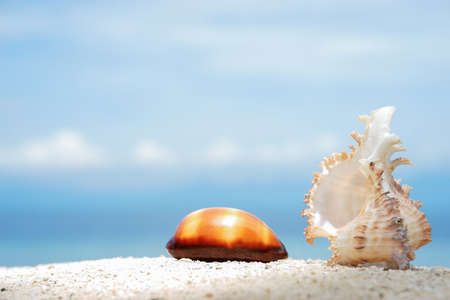Two beautiful seashells on the white sand of tropical sea beach at sunny day with turquoise water background under blue skyの写真素材