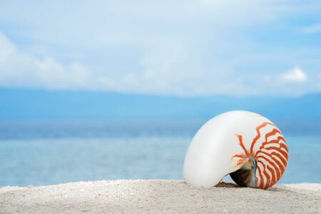 Marine conch of shelfish nautilus on the white sand of tropical beach with turquise sea background...