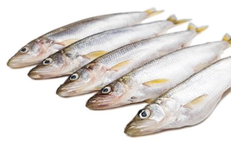 six pieces of isolated smelt fish on white backgroundの写真素材