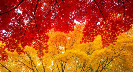 Colorful maple leaves in the autumn season, Japanese autumn background.の素材