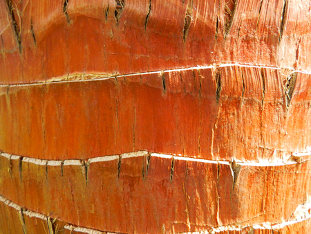 Palm tree texture macro photoの写真素材