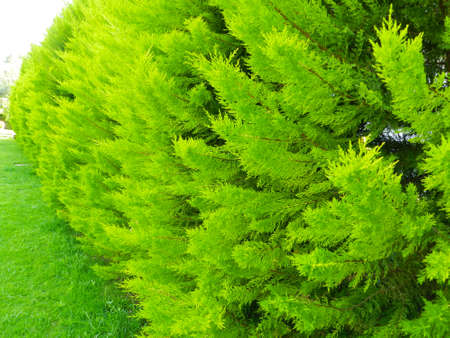 Green garden design backgroundの写真素材