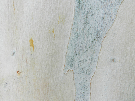 Tropical tree textureの写真素材