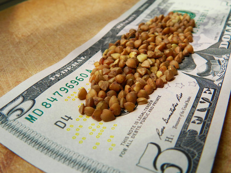 Buckwheat grain on the five dollar banknote on the wooden background illustrated the high prices of the buckwheatの写真素材