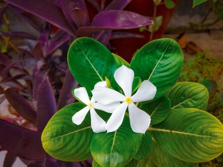 Little white flower, Indian Nithya kalyani or Nayan tara blooming on the rooftop garden in the pot,...