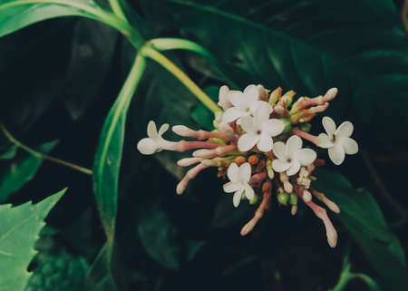 Aesthetic natural white tiny wildflower photo with dramatic look HD wallpaperの写真素材