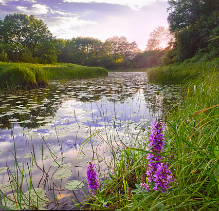Sunset in the river backwater. Plyussa riverの写真素材