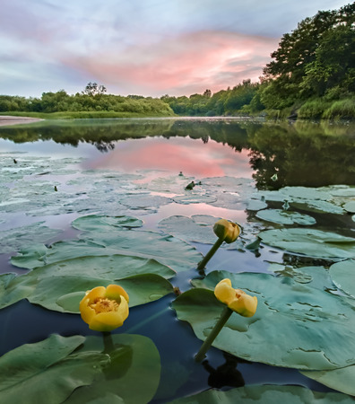 Lilies on the river sunsetの写真素材
