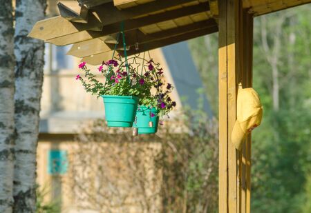 Flower pot on a brown wooden wallの写真素材