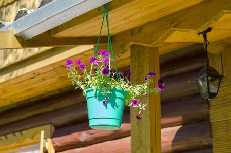 Flower pot on a brown wooden wallの写真素材