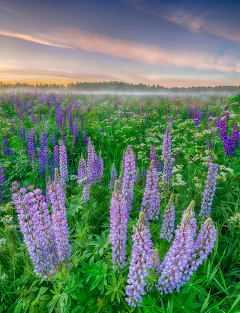 Blue and purple lupines at sunset. Leningrad region. Russiaの写真素材