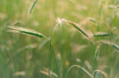 Agriculture harvest growth. Yellow golden rural summer landscape. Ripe food.の写真素材