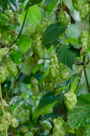 Ripe hop cones in the garden. Beer production componentの写真素材