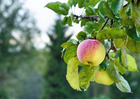Red apple on the branch. Juicy apple in the gardenの写真素材