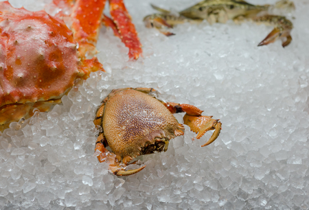 Fresh raw crab on ice. Seafood. Moskowの写真素材