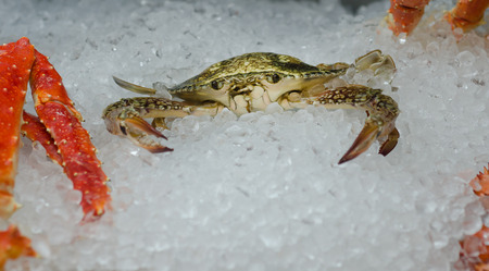 Fresh raw crab on ice. Seafood. Moskowの写真素材