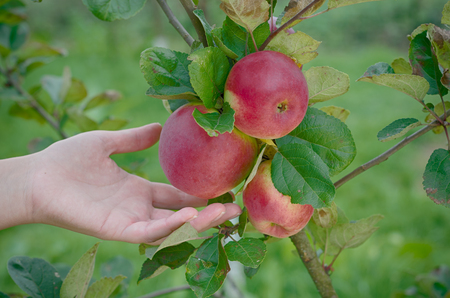 Girl plucks red apples from the treeの写真素材