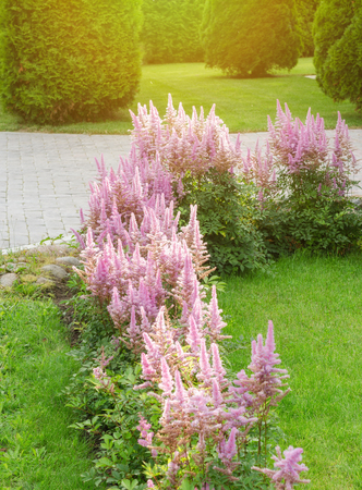Landscaped flower gardenの写真素材