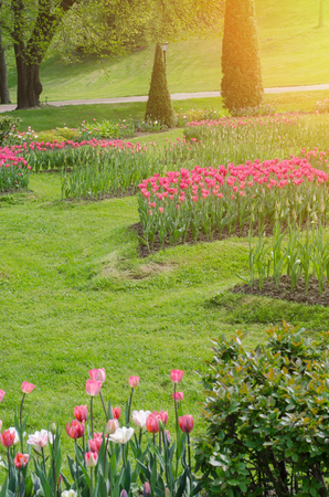 Colourful Flowerbeds and Winding Grass Pathwayの写真素材