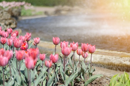 Pink tulips on the background of the fountainの写真素材