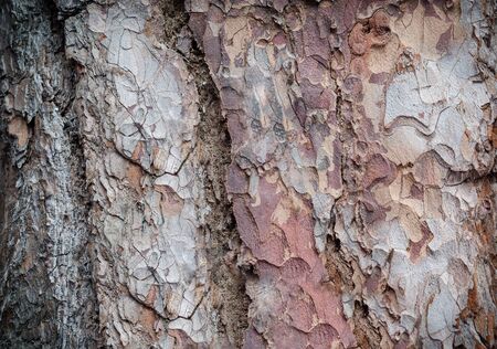 Pine bark close up background. Wood texture