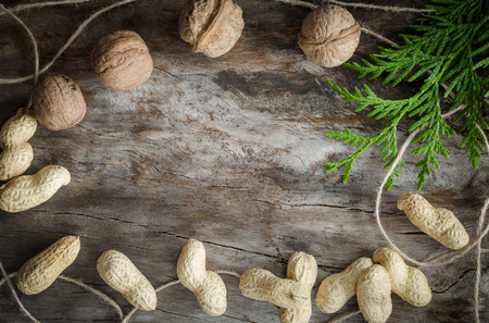 Walnuts on aged wood from a branch of the thuja. Closeupの写真素材