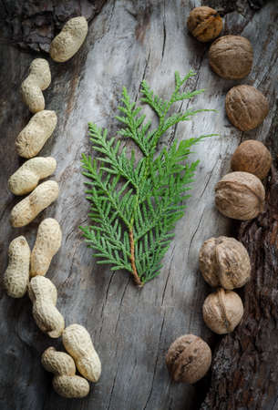 Walnuts on aged wood from a branch of the thuja. Closeupの写真素材