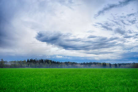 A field strewn with grass and forest. Summer landscape.の写真素材