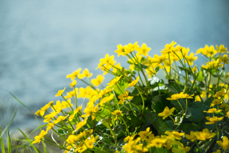 Yellow wild flowers by the river with sun rays