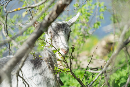 Portrait of a goat eating a grass on a green meadow.の写真素材
