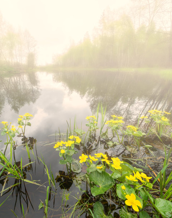 Sunset in the river fog backwater with yellow flowers.の写真素材