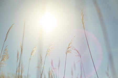 Beautiful serene waving reed in the sunlightの写真素材