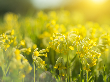 Spring background with beautiful yellow flowers. Closeupの写真素材