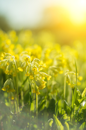 Spring background with beautiful yellow flowers. Closeupの写真素材