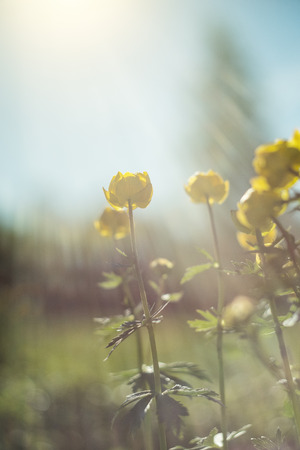 Spring background with beautiful yellow flowers. Closeupの写真素材