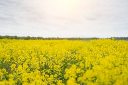 Spring background with beautiful yellow flowers. Closeupの写真素材