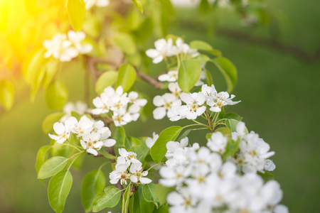 Beautiful apple tree branch with sun. Close upの写真素材