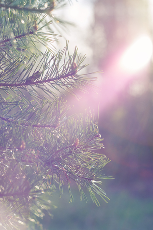 Pine branch on sunrise light. Close upの写真素材