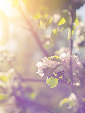 Beautiful apple tree branch with sun. Close upの写真素材